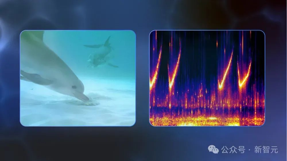 谷歌AI成功破解海豚语,海洋版ChatGPT来了,掀人类跨物种交流革命