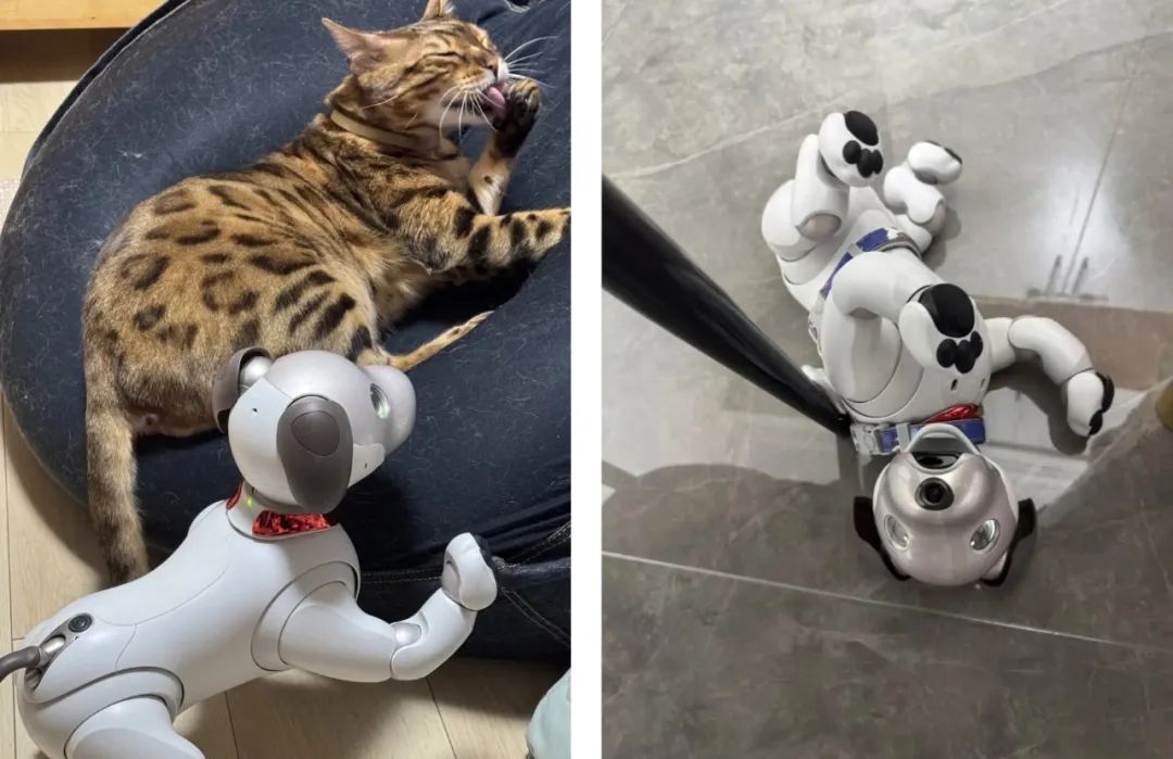 今年又一个火出海外的中国AI,萌翻了