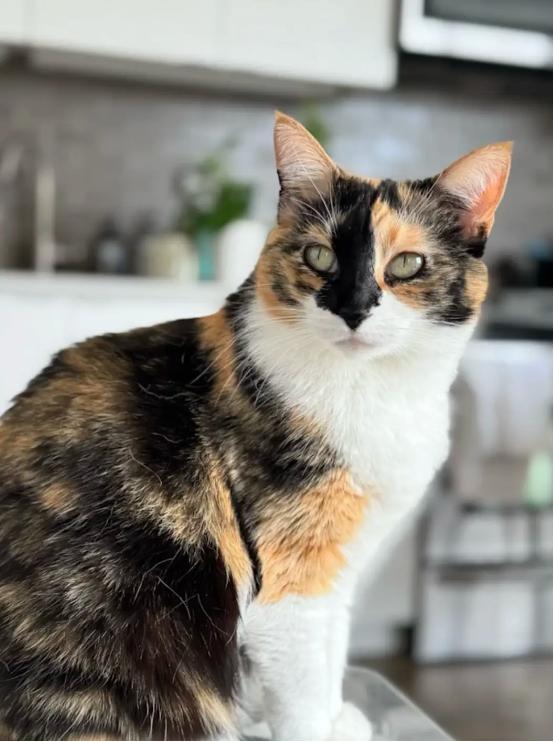 凌晨“激战”，谷歌亮相新模型，OpenAI紧急甩出GPT-4o动动嘴就能P图，网友：又要感谢DeepSeek了