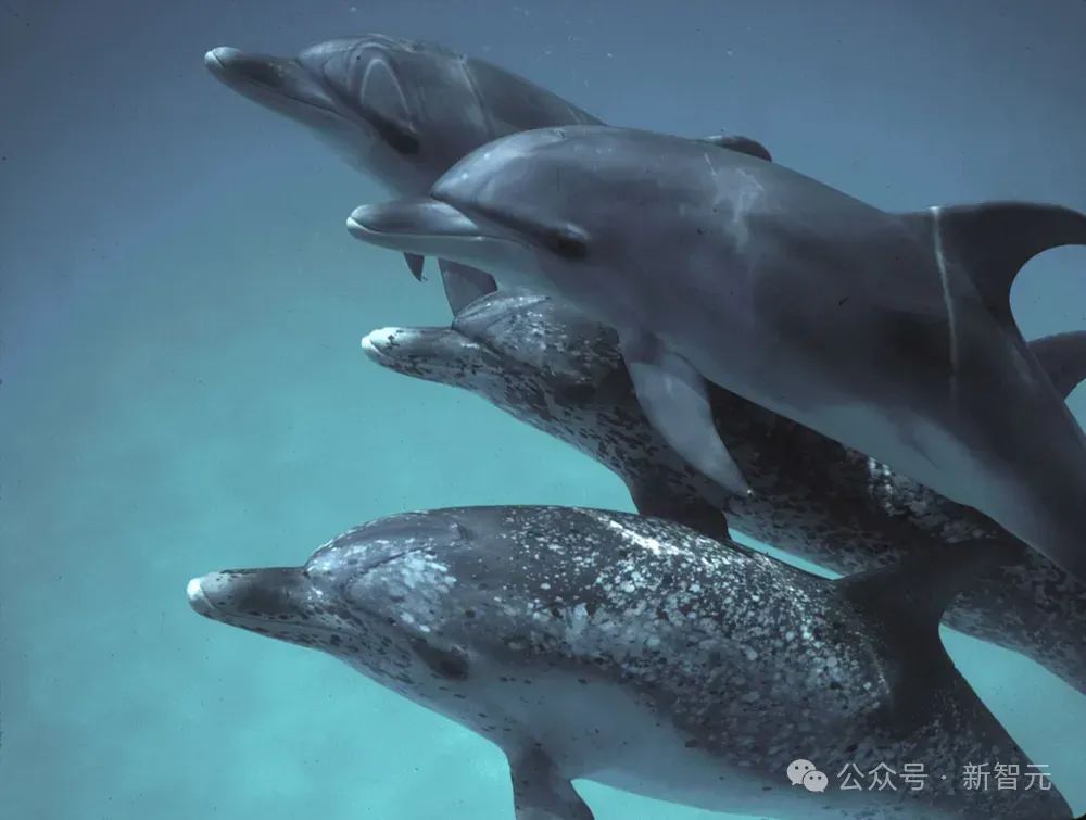 谷歌AI成功破解海豚语,海洋版ChatGPT来了,掀人类跨物种交流革命
